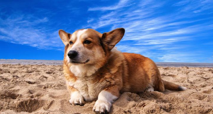 Dog at Beach